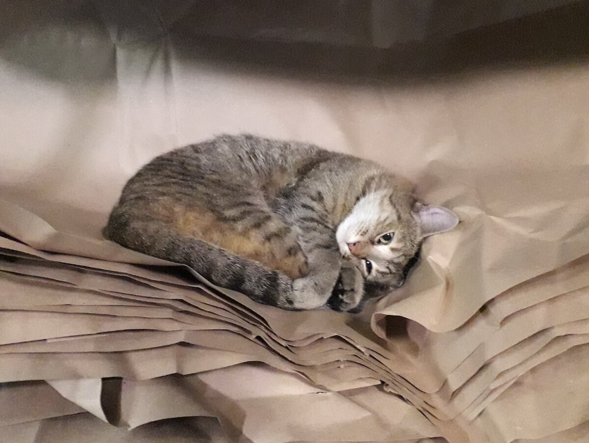 Наша киса), расцветка типографская, под крафт-бумагу)