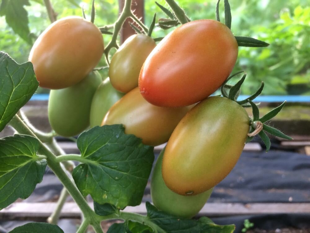 Сорта томатов с плодами сливовидной формы, которые мне понравились