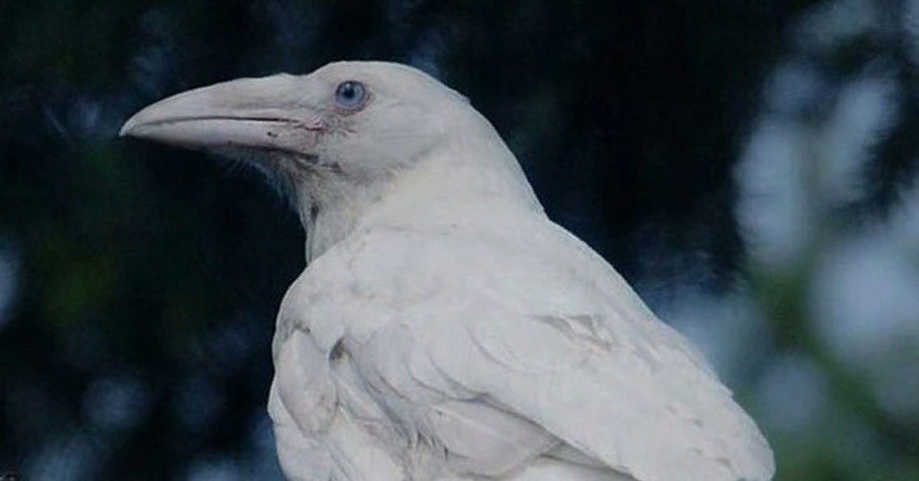 White crow. Грач альбинос. Ворон альбинос. Белая ворона. Белый ворон.