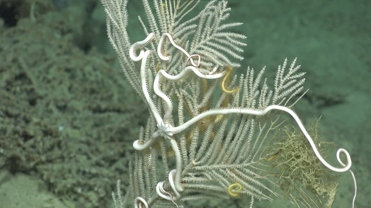 Источник: Институт им. Шмидта