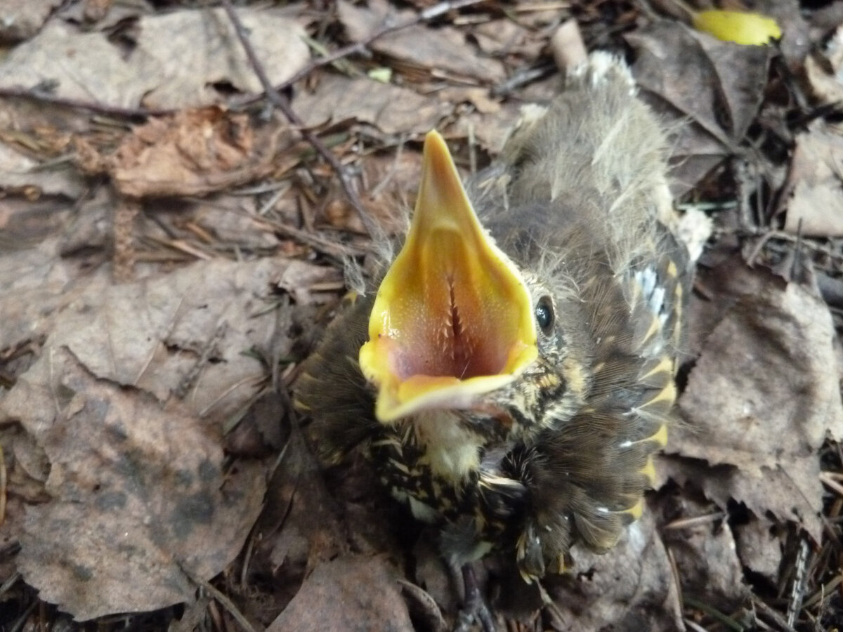 Этот подросший птенец дрозда - рябинника просил еды, дал ему червяка
Фото автора