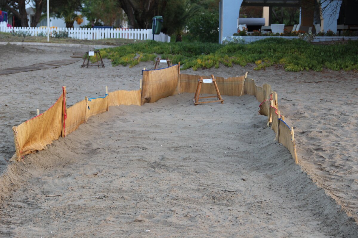 Специальное ограждение для туристов. Под той табуреткой находится черепашья кладка