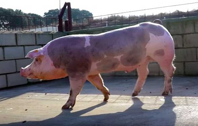 В европейских странах порода свиней пьетрен пользуется популярностью. Она имеет ярко выраженную мясную направленность и отличается хорошими показателями убойного выхода.-2