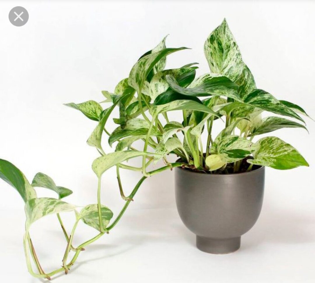 Сциндапсус. Фото с сайта rastenievod.com