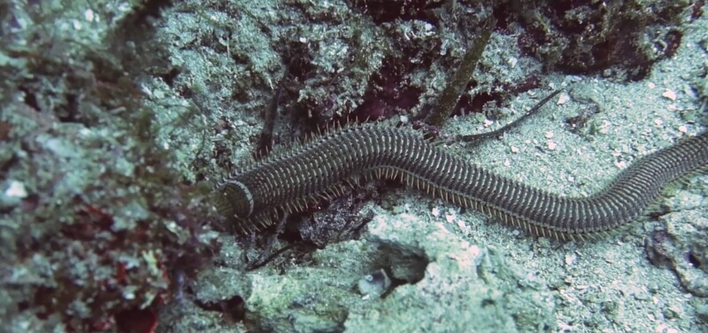 Червь боббита