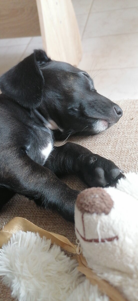 Комочек счастья. 