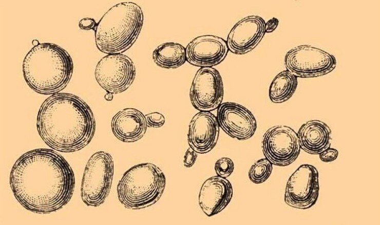 Почкование дрожжей
