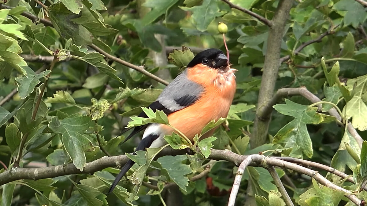 Снегирь на ветке
