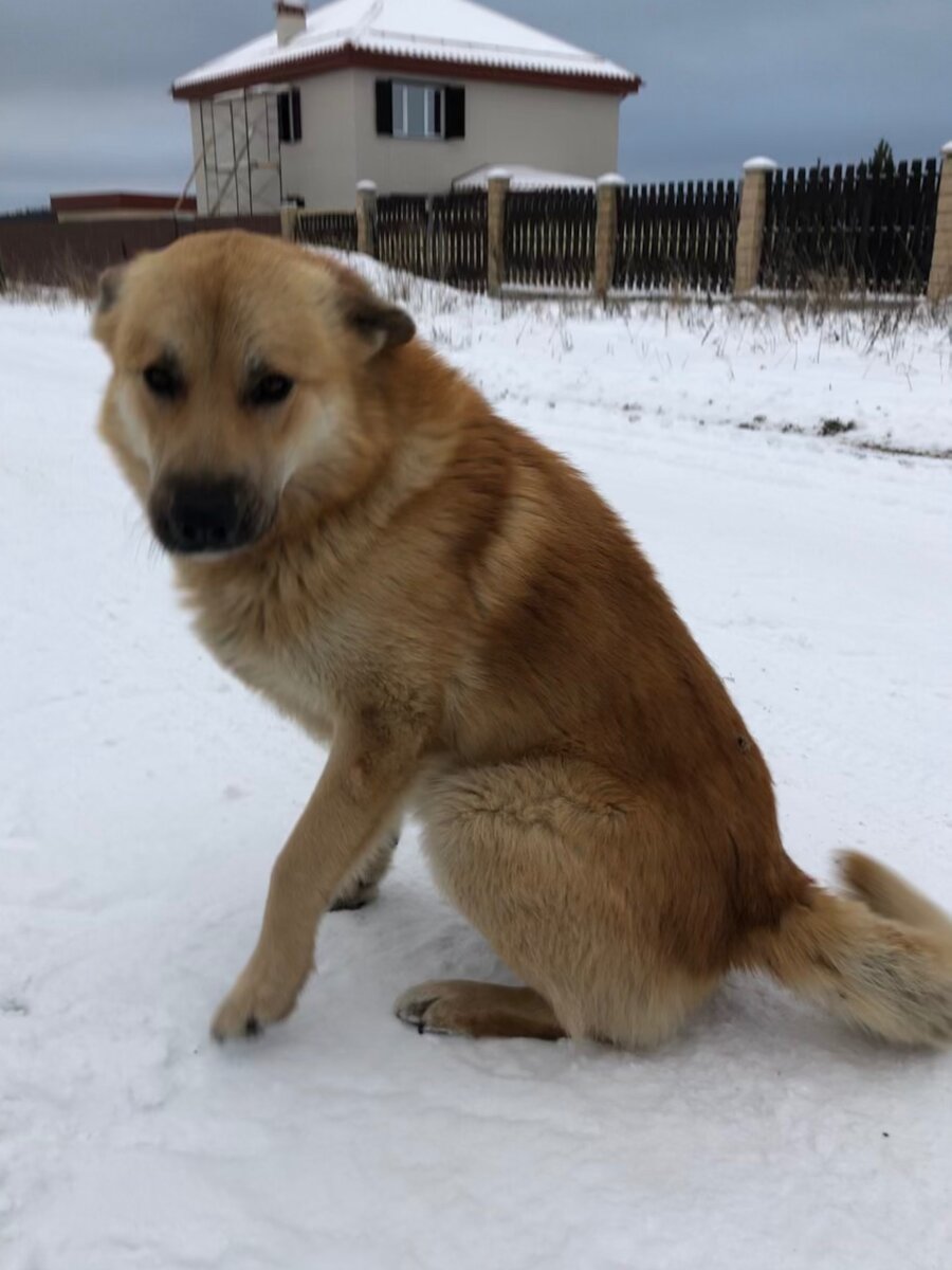 Любитель свободных отношений))