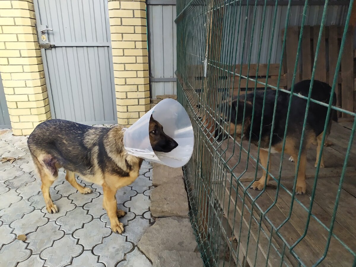 Лайза здоровается с Пиратом