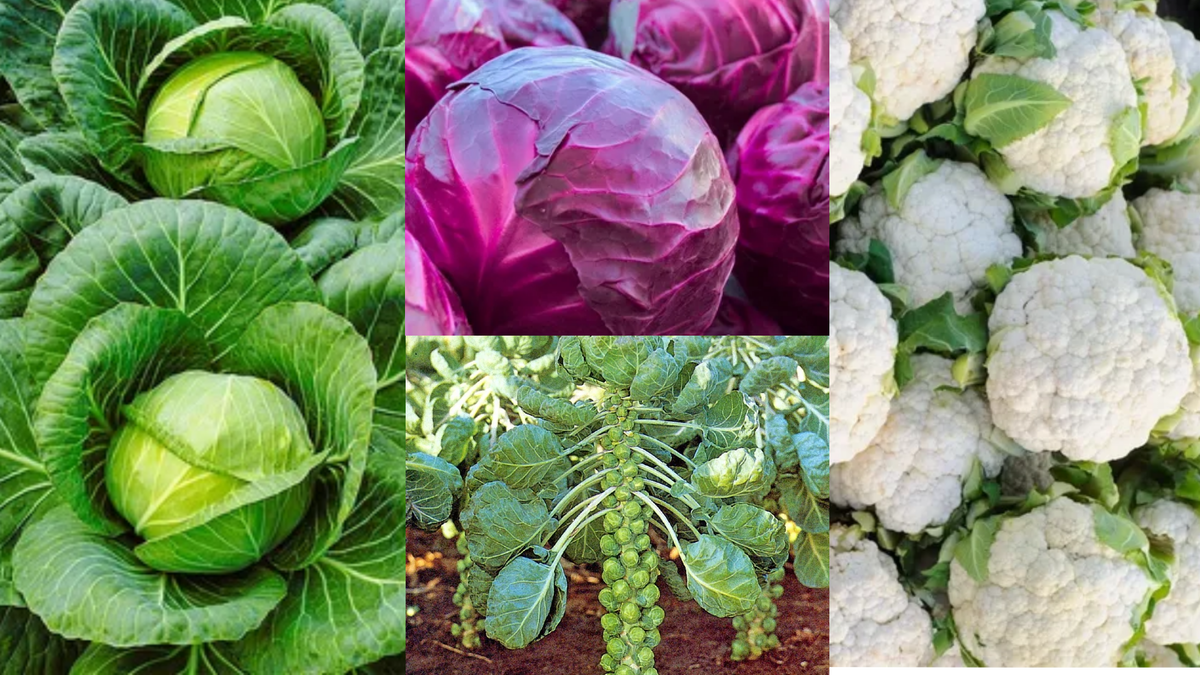 "Круглый овощ в огороде он одет не по погоде. Из него наварим щей, с этим овощем сытней… "(загадка)
