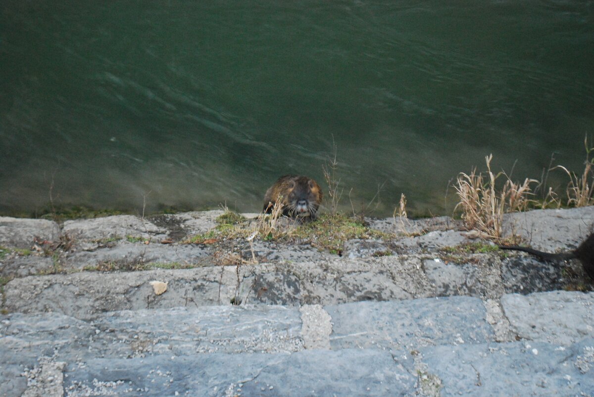 Нутрия в Люблянице