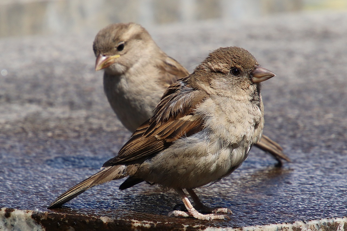 Фото: pixabay.com