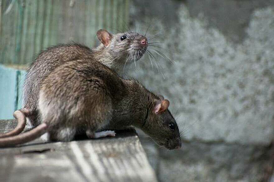 (Корабельные серые крысы)