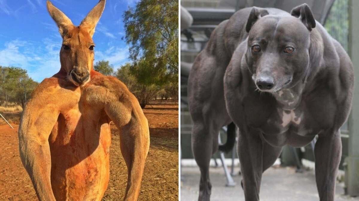 Источник: www.instagram.com/roger_the_kangaroo/