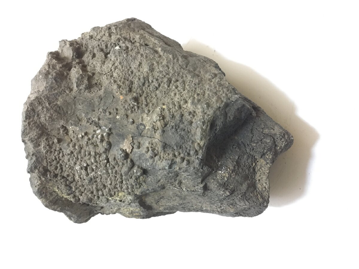 Фрагмент кости плиозавра из Вологодского музея-заповедника. Источник фото: https://newsvo.ru/news/133188