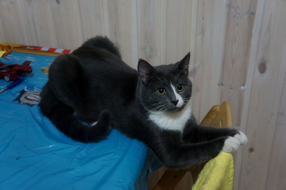 кот весной, мой кот, истории о котиках