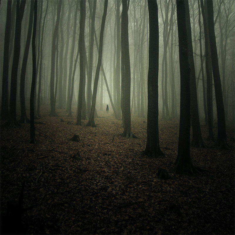 Загадочный 20. Страшный лес. Жуткий лес. Темный лес. Страшные леса.