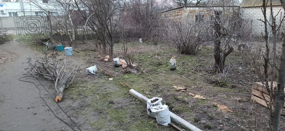 Неживая яблоня, и еже рядом три убрали