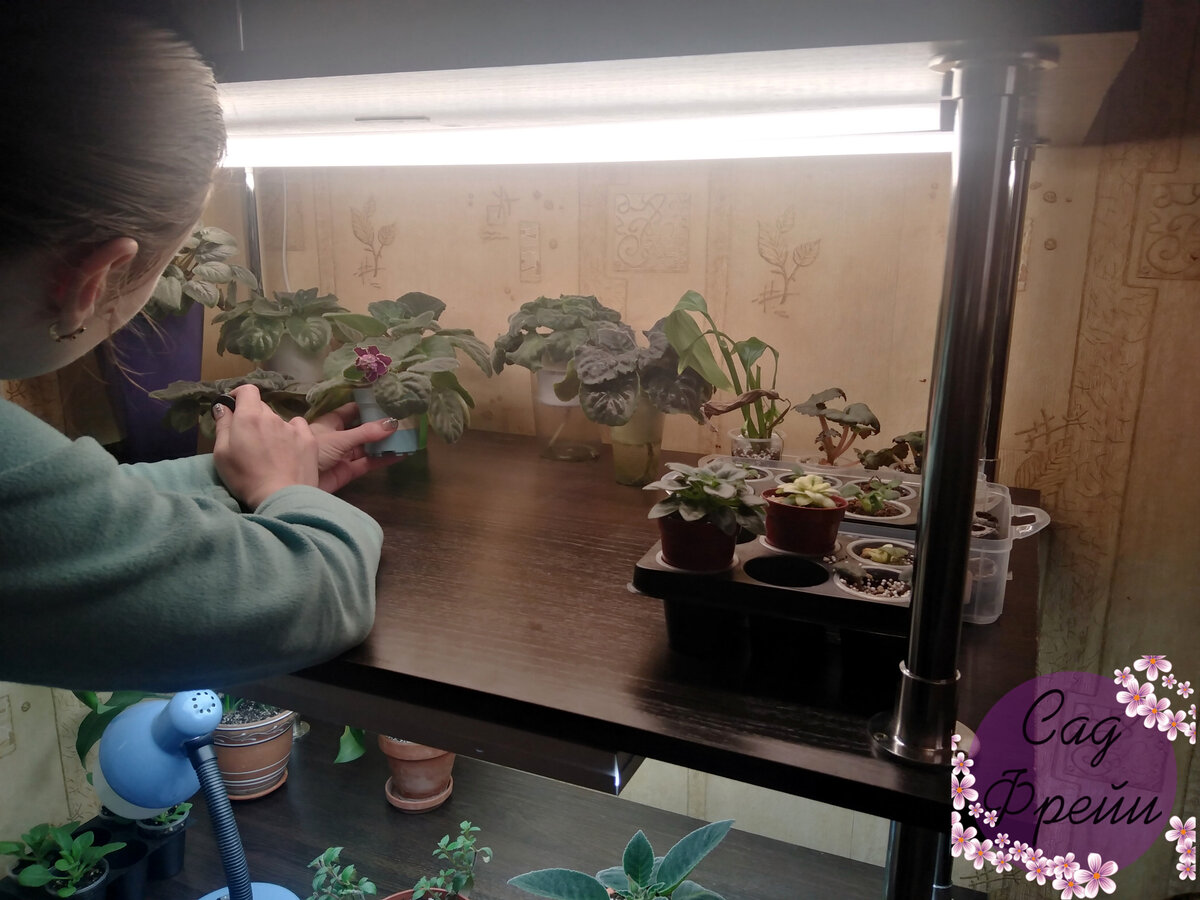 Новый уголок в моём цветочном царстве