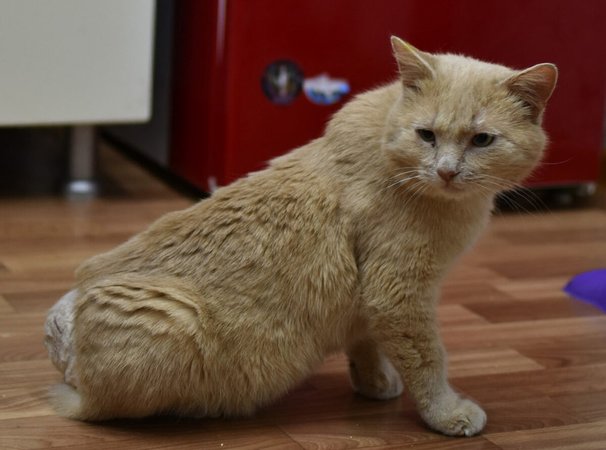 Дворовый котик каждый день убегал через дорогу с едой в зубах, чтобы ...