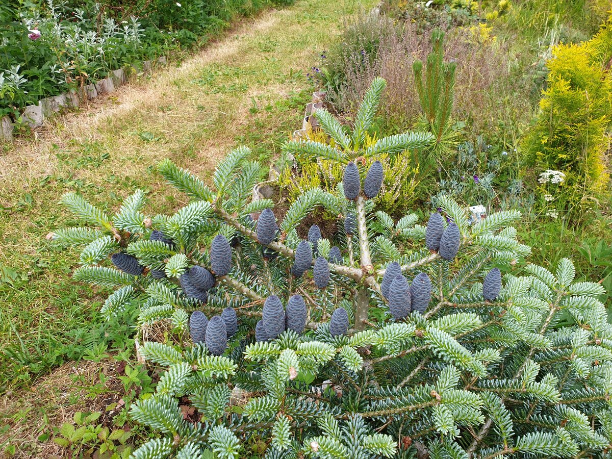 Abies koreana Blue Magic