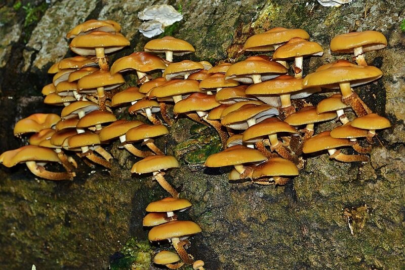 Некоторые виды грибов растут только на мёртвой древесине, поглощая из неё остатки питательных веществ