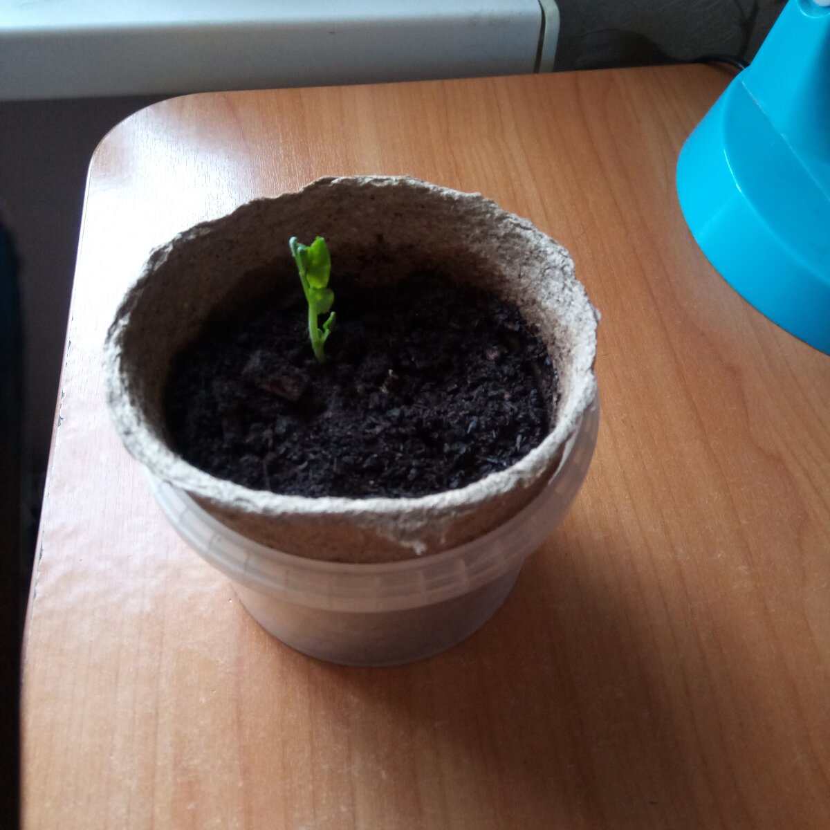 Пересадил и полил