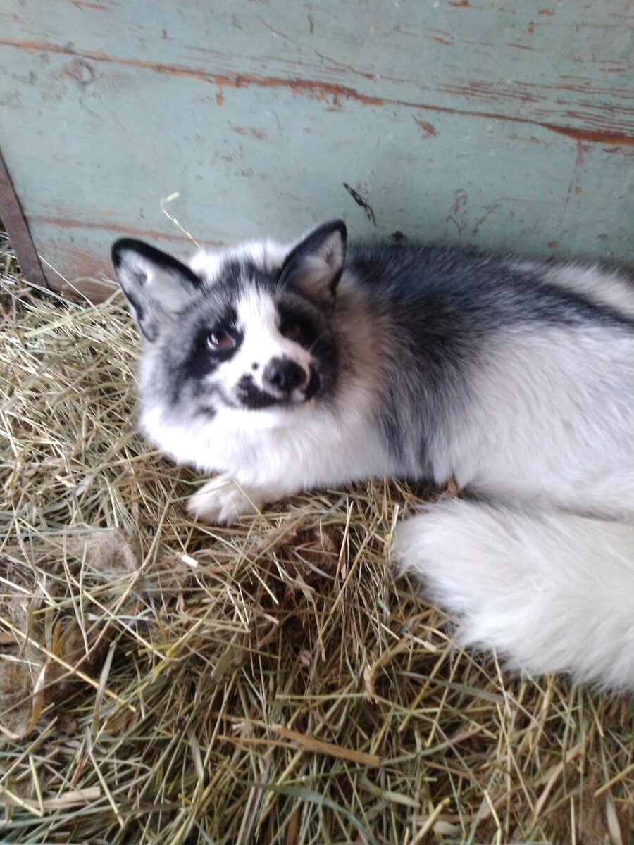 Зайчик, просто фокс Зайчик