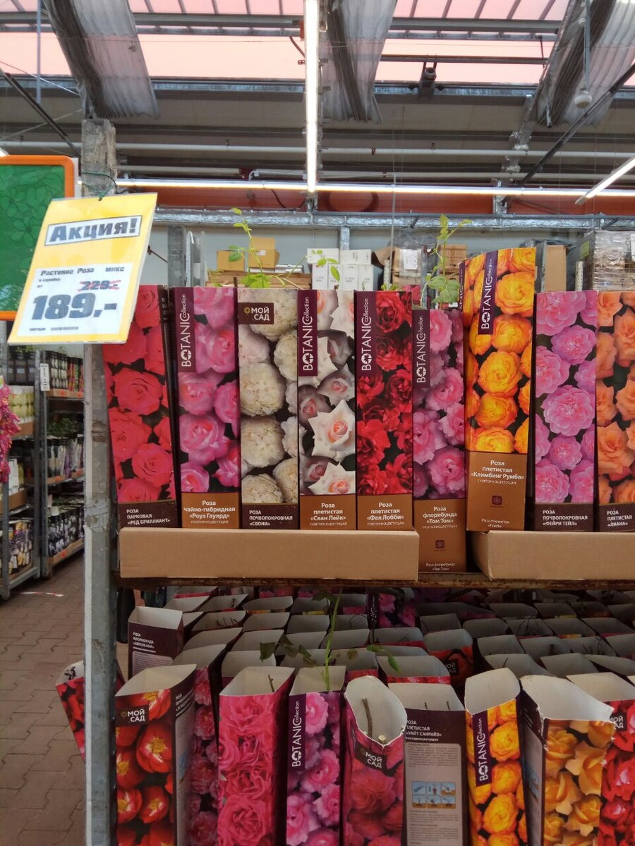 Розы в тюби.