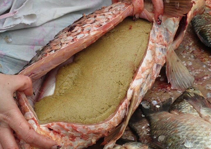 Вынимаем икру