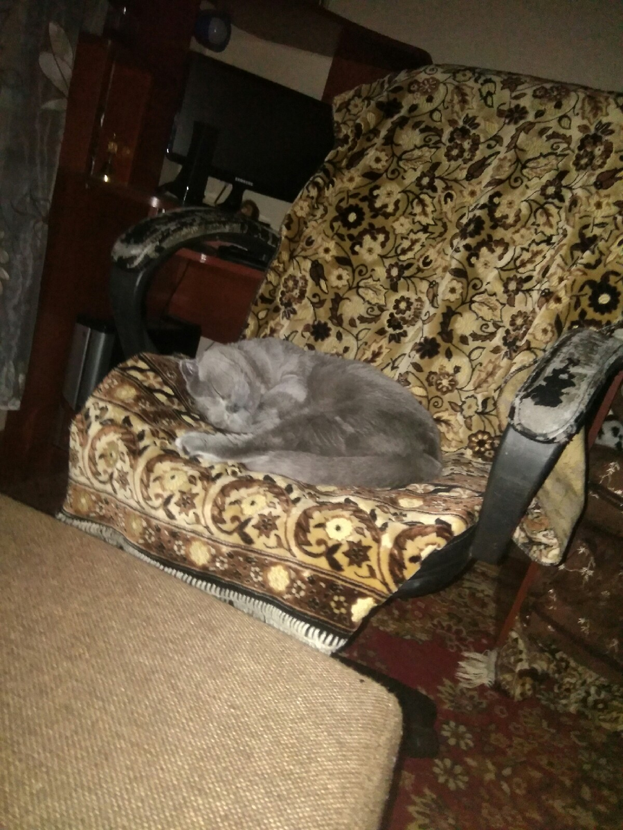 Типичное состояние кота.