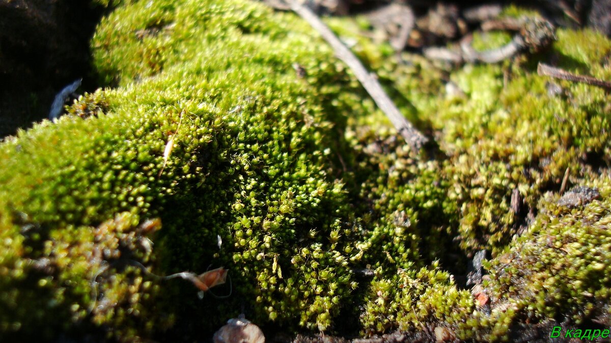 Зелёные холмы мха