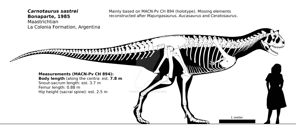 Скелет карнотавра в сравнении с человеком.