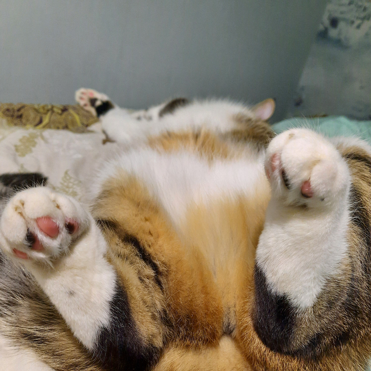 Кошка тоже не жаждет активности