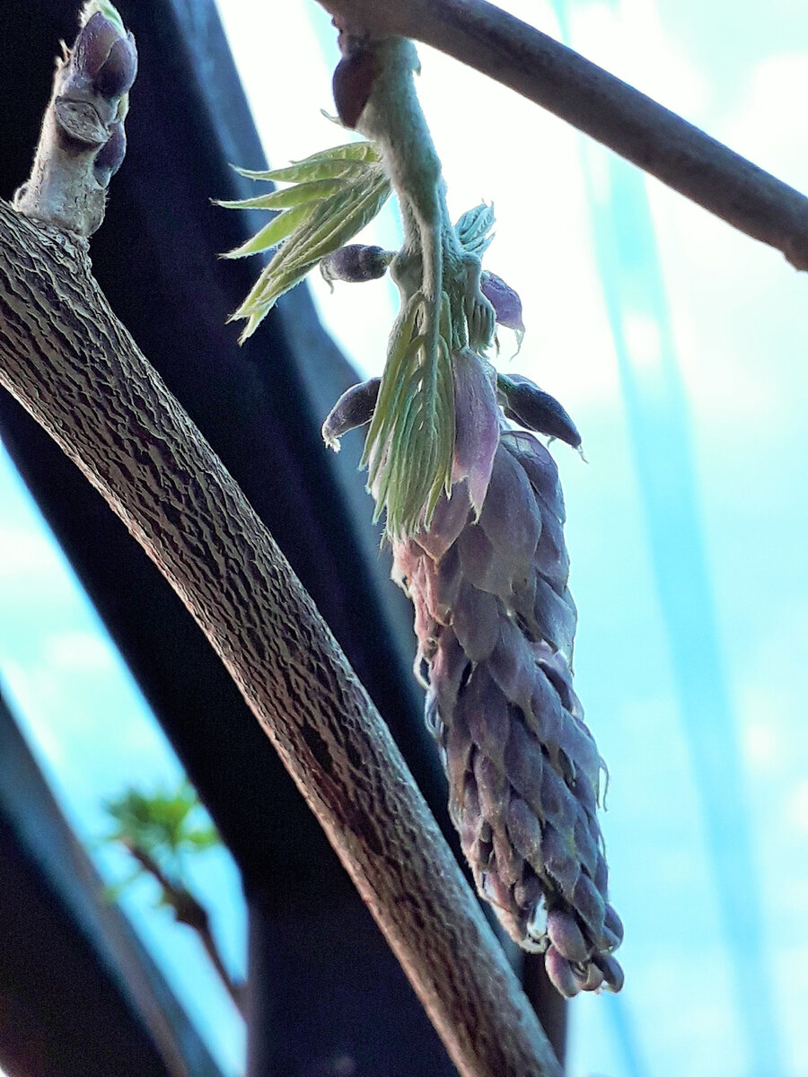 Бутон на моей глицинии Рink rain