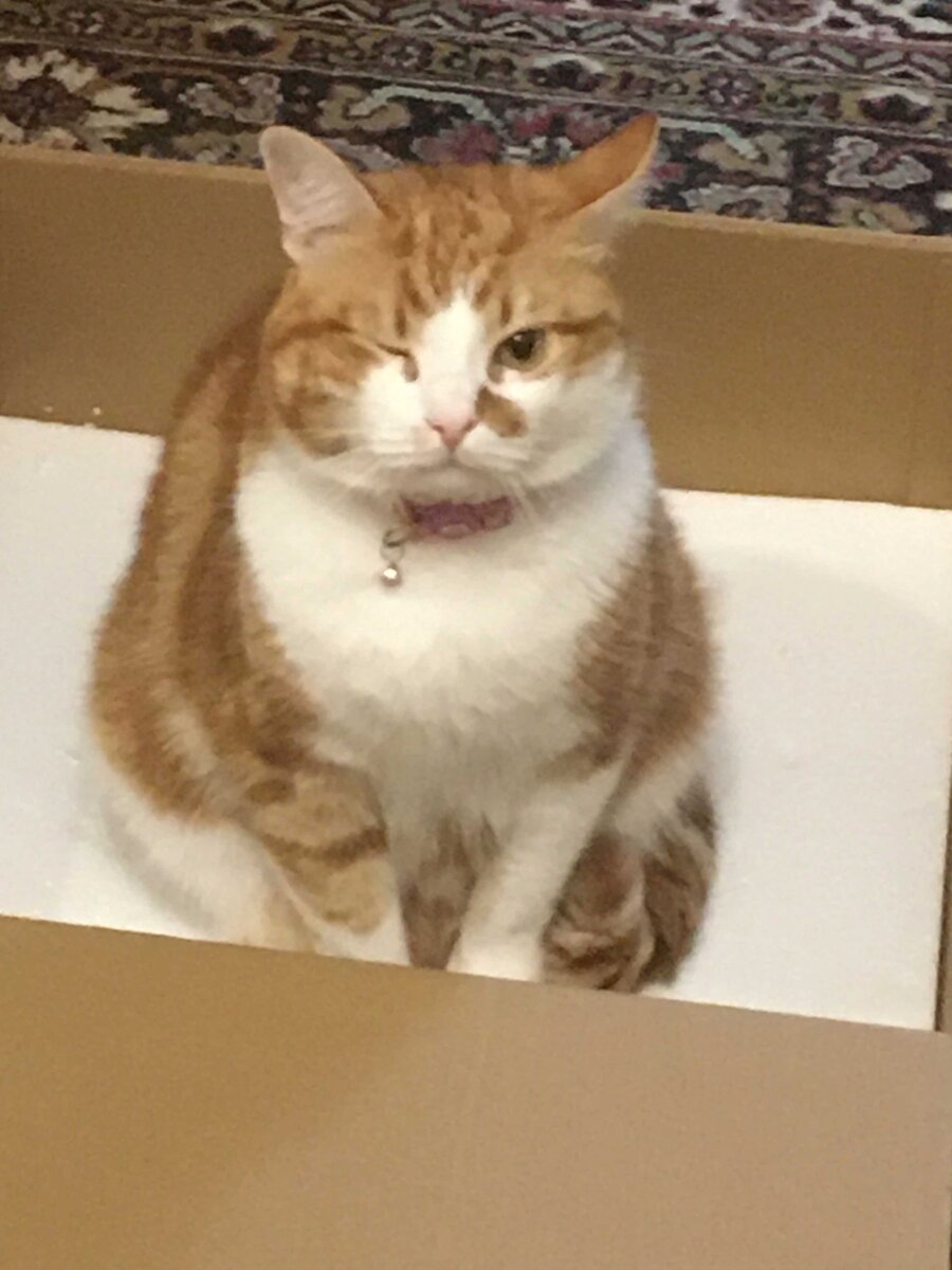 Вот он кстати ,Знакомьтесь ,подмигивает Вам) И на аватарке он же ,как Вы уже догадались.)