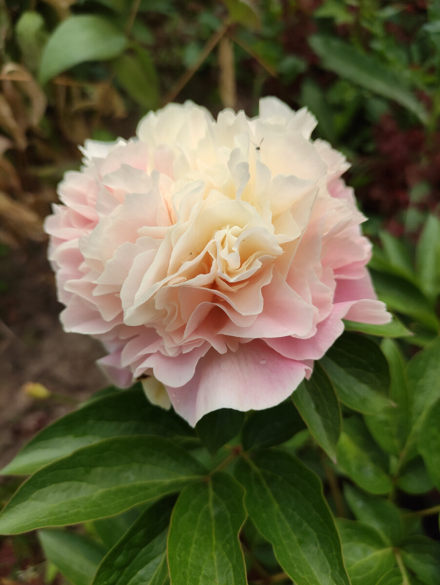 С какой стороны не взглянуть, прелесть