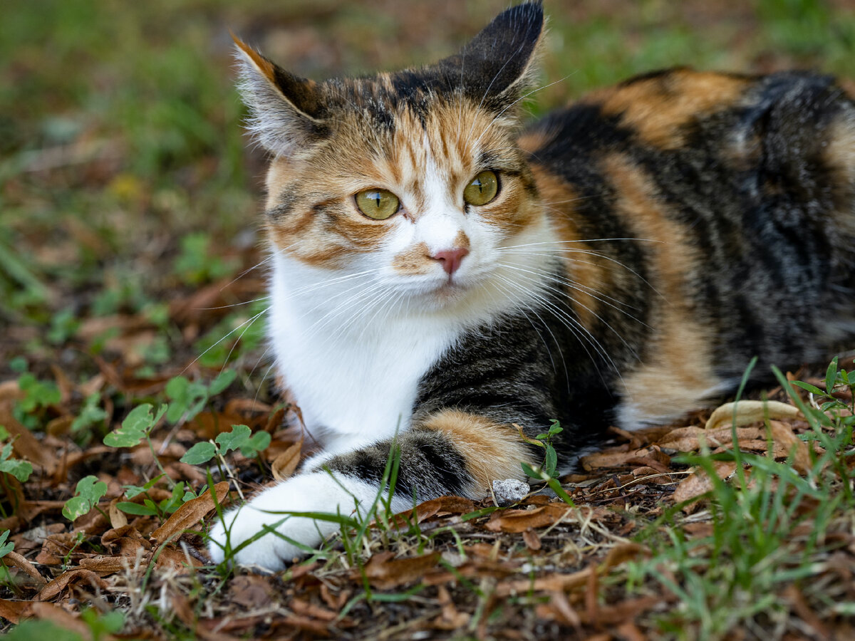 Котик желает вам хорошего дня и успешного изучения английского! ;)
