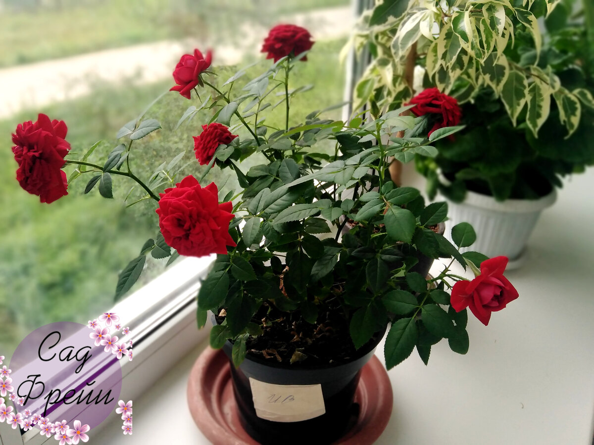 Первое домашнее цветение розы из "Леруа"