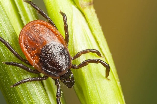 Иксодовых клещ. 