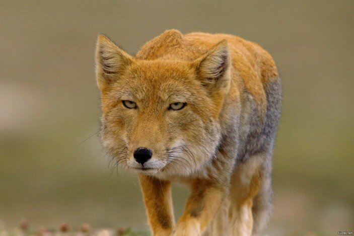 Примерно с таким лицом я работаю) Фото взято у https://elementy.ru/kartinka_dnya/1032/Tibetskaya_lisitsa_i_surok