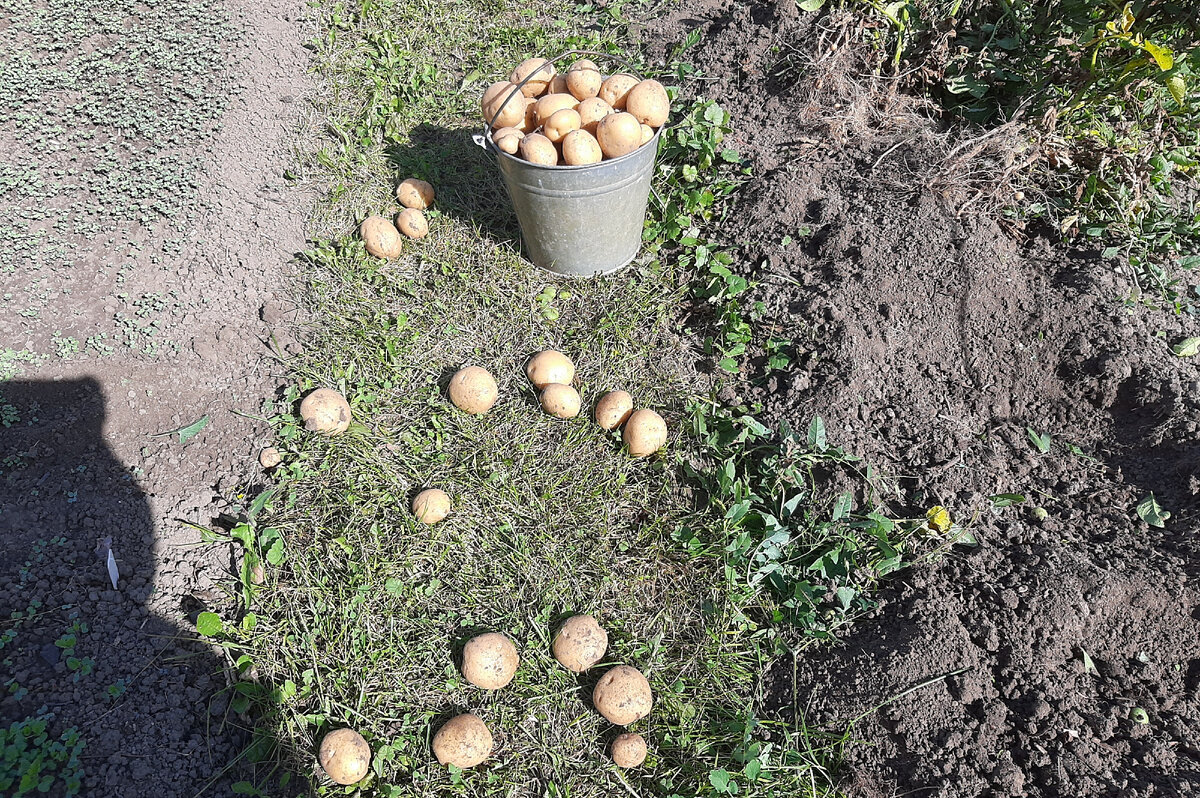 Отрада  для глаз любого дачника