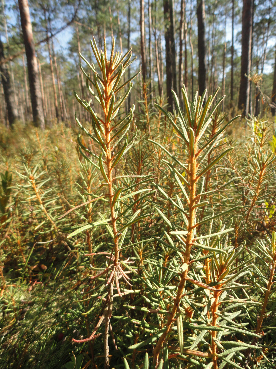 Багульник болотный в сентябре. Википедия. 