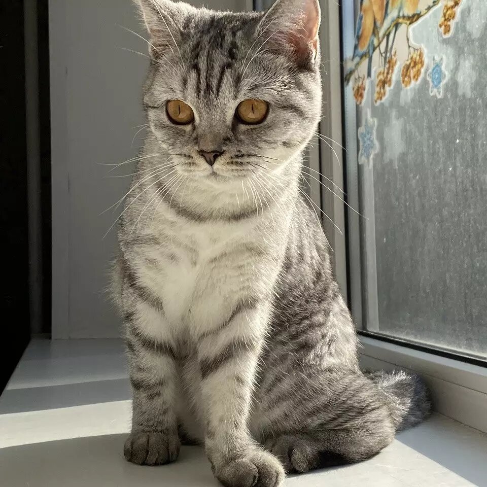 Шотладская прямоухая