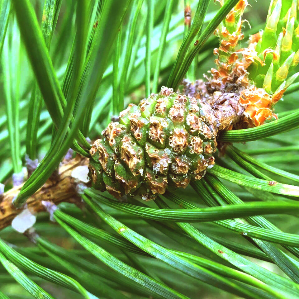Молодая и смолистая сосновая шишка