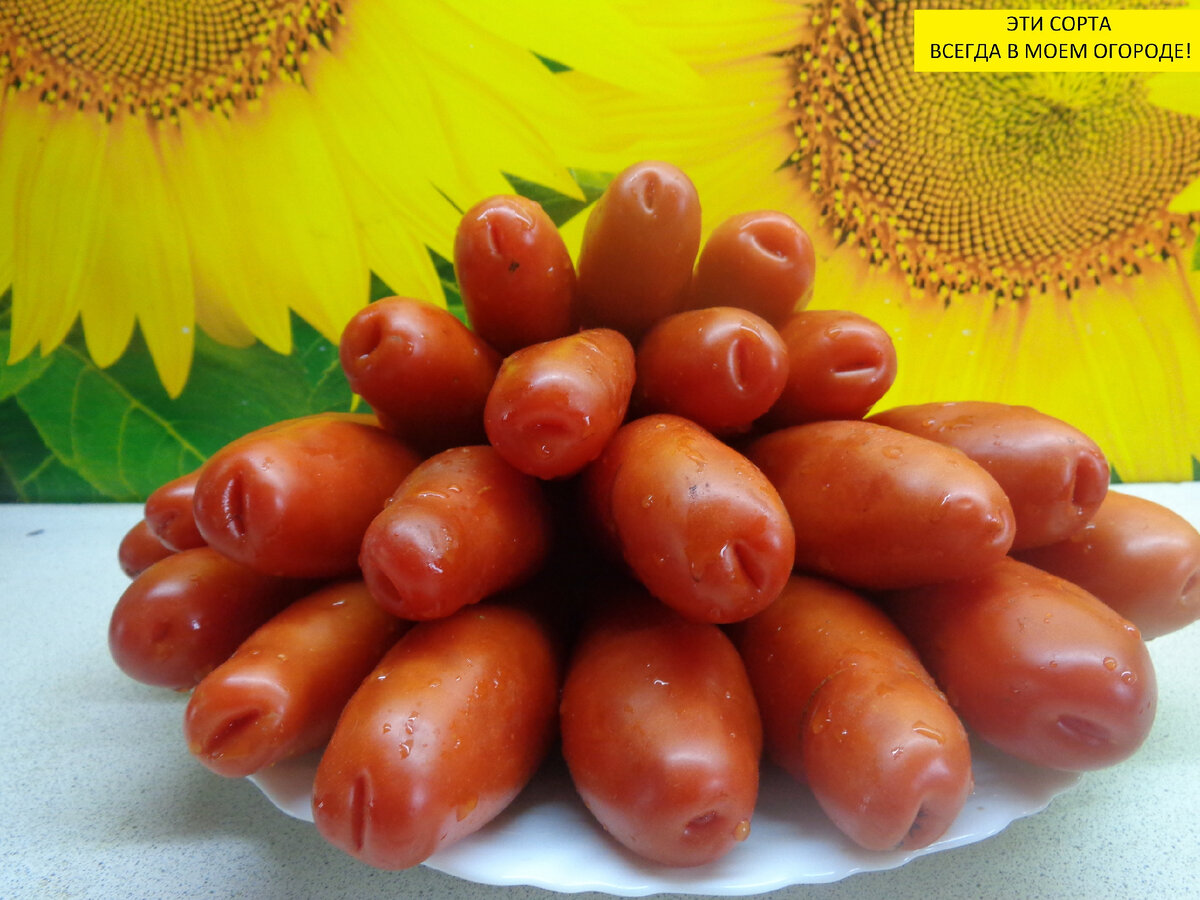 Томат Казанова. Сибирский сорт.