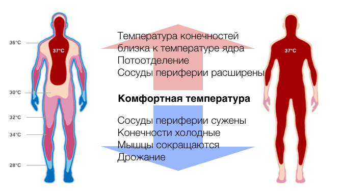 Температурная схема человека