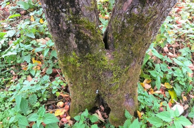 Мох покрыл ствол дерева.