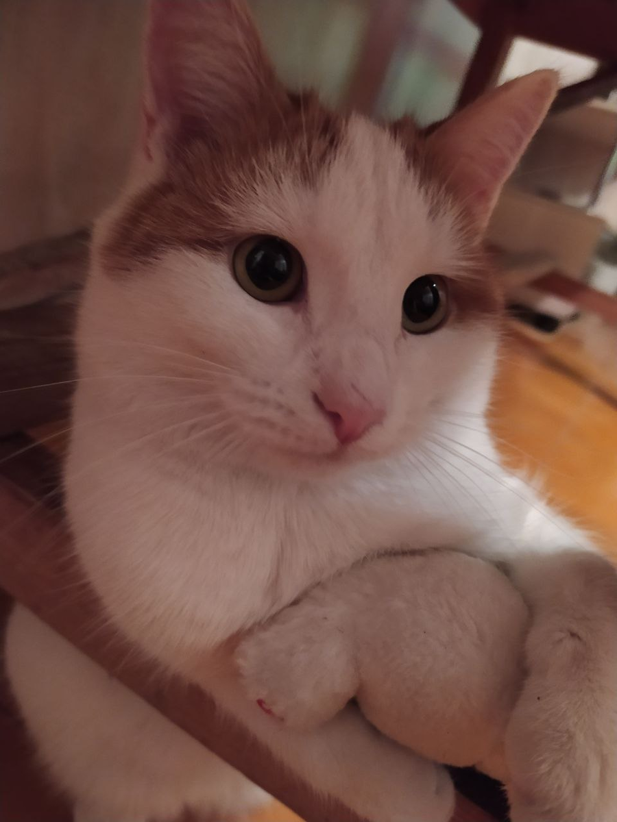 Цитрус с медвежонком